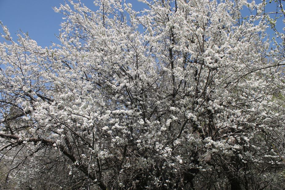 Uzbekistan. Amirsoy – Beldersoy –&nbsp;Chorbog