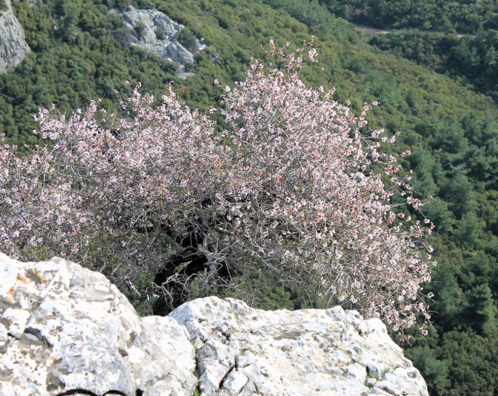 Turkiye. Görece-Tırazlı-Gaziemir