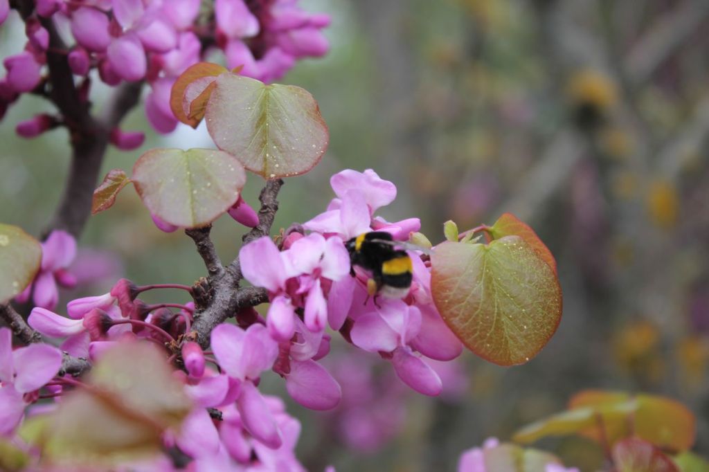 Turkiye. Çile – Dede dağı –&nbsp;Ataköy.