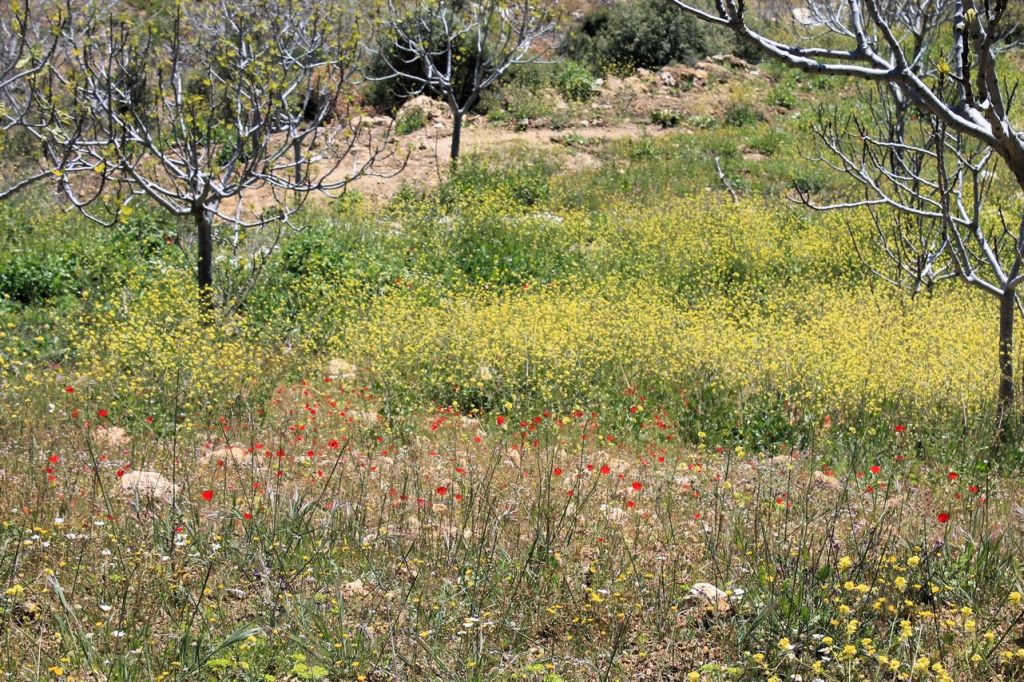 Turkiye. Akyurt –&nbsp;Büyükkale.