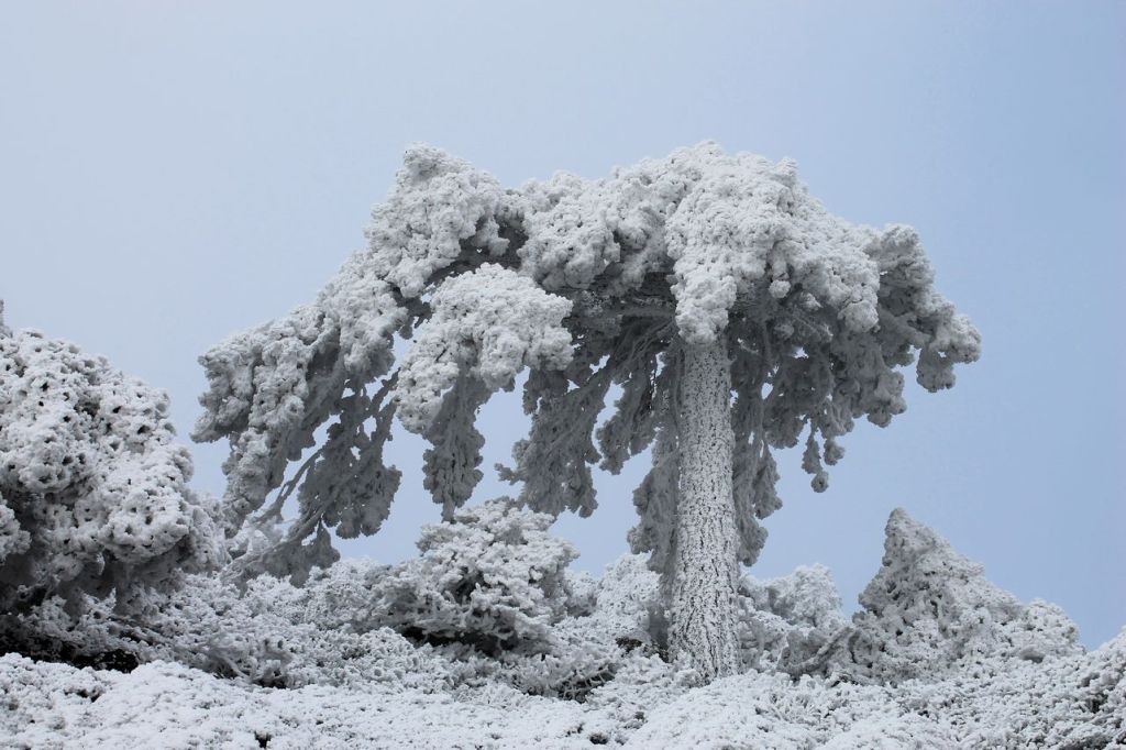 Turkiye. Yukarikizilca – Mt. Mahmut (1352m) – Yukarikizilca. Frozen forest.